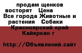 продам щенков восторят › Цена ­ 7 000 - Все города Животные и растения » Собаки   . Красноярский край,Кайеркан г.